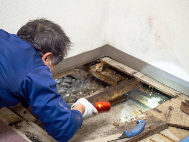 Best Home Mold Removal  in Chesapeake, WV