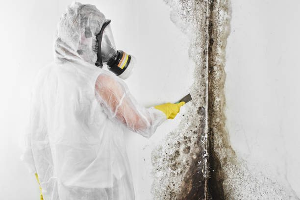 Certified Mold Removal in Chesapeake, WV