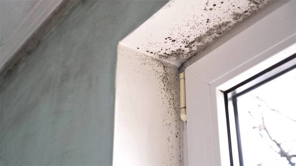 Best Mold Removal Near Me  in Chesapeake, WV