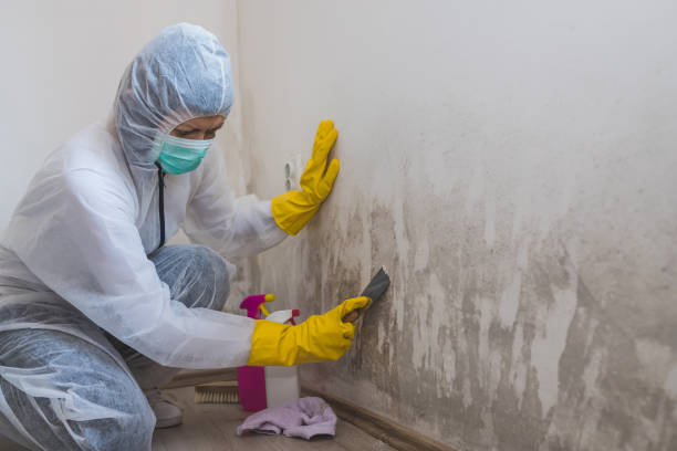 Best Mold Removal Specialists  in Chesapeake, WV