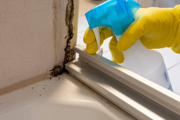 Best Certified Mold Removal  in Chesapeake, WV