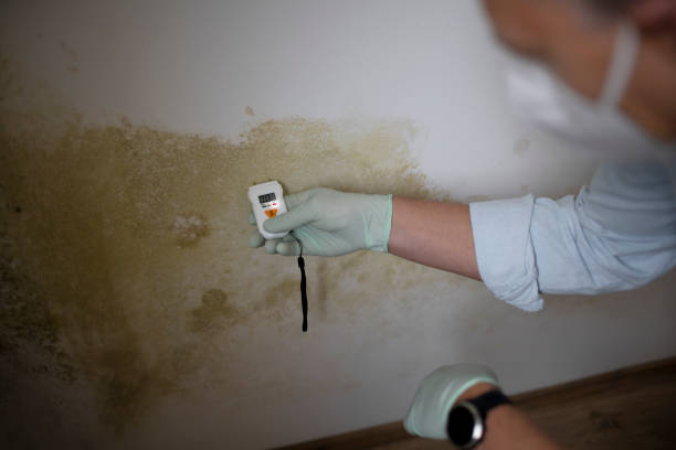 Home Mold Removal in Chesapeake, WV