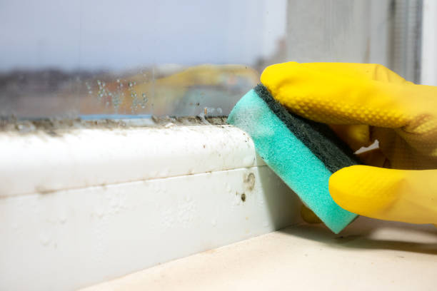 Best Affordable Mold Removal  in Chesapeake, WV