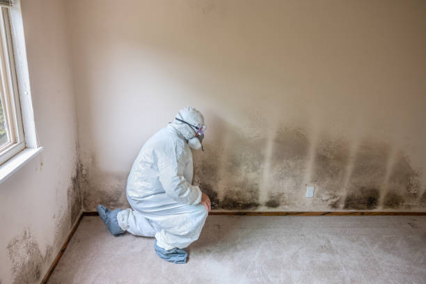 Best Toxic Mold Removal  in Chesapeake, WV