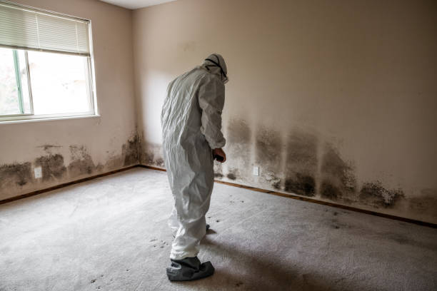 Crawl Space Mold Removal in Chesapeake, WV