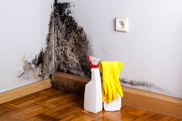 Best Commercial Mold Removal  in Chesapeake, WV