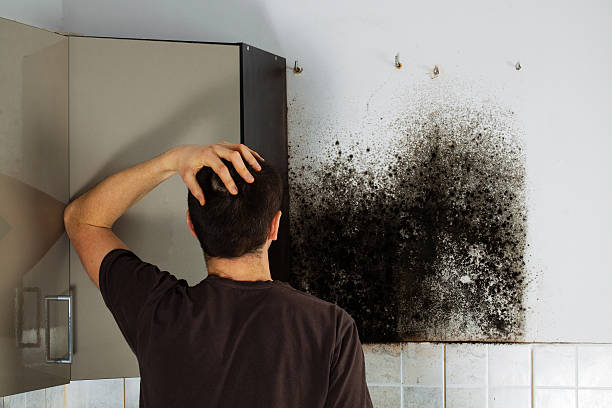 Best Residential Mold Removal  in Chesapeake, WV