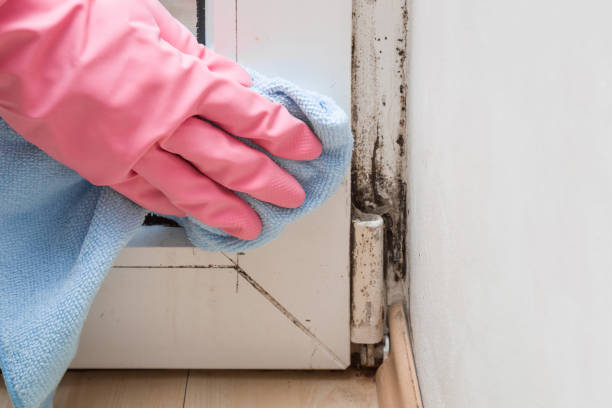 Best Mold Cleaning Services  in Chesapeake, WV